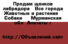 Продам щенков лабрадора - Все города Животные и растения » Собаки   . Мурманская обл.,Апатиты г.